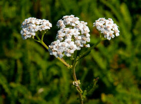 Řebříček obecný 'White Beauty' - Achillea millefolium 'White Beauty'