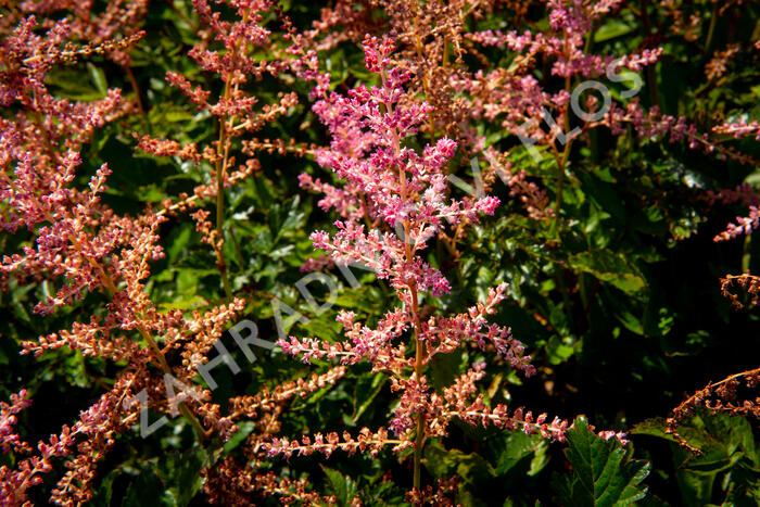 Čechrava Arendsova 'Flamingo' - Astilbe arendsii 'Flamingo'