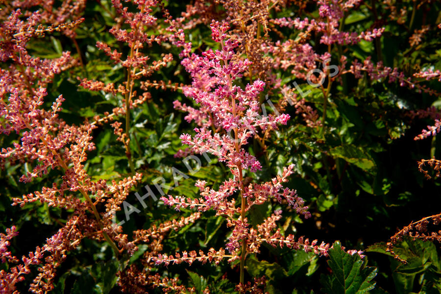 Čechrava Arendsova 'Flamingo' - Astilbe arendsii 'Flamingo'