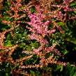 Čechrava Arendsova 'Flamingo' - Astilbe arendsii 'Flamingo'