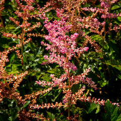 Čechrava Arendsova 'Flamingo' - Astilbe arendsii 'Flamingo'