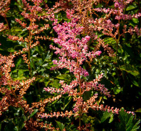 Čechrava Arendsova 'Flamingo' - Astilbe arendsii 'Flamingo'