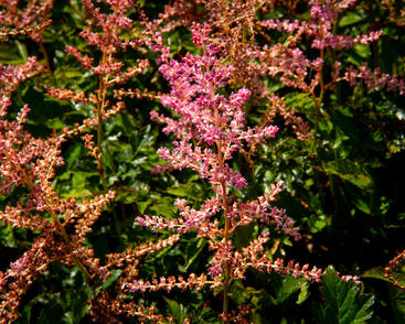 Čechrava Arendsova 'Flamingo'