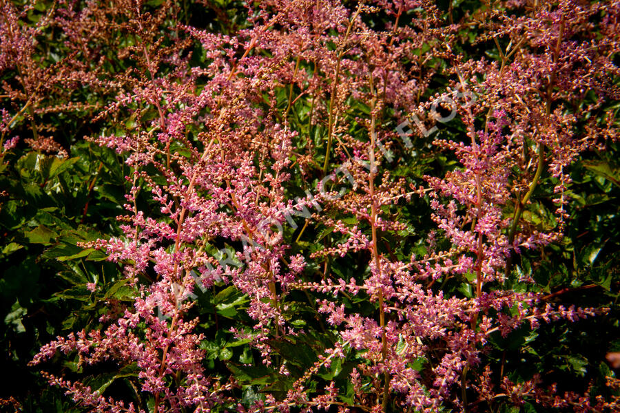 Čechrava Arendsova 'Flamingo' - Astilbe arendsii 'Flamingo'
