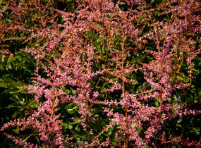 Čechrava Arendsova 'Flamingo' - Astilbe arendsii 'Flamingo'