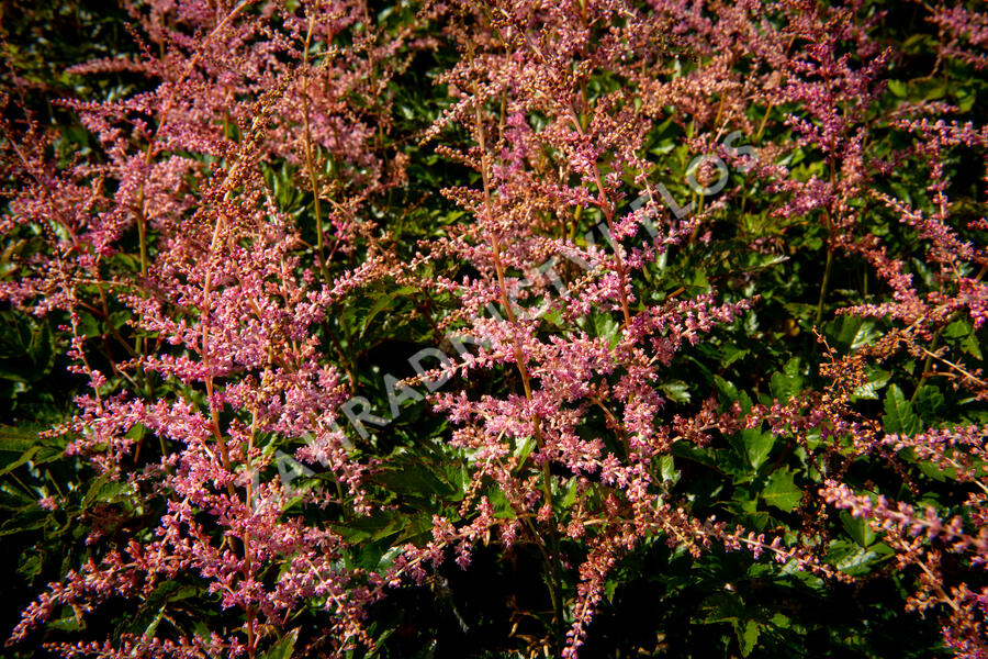 Čechrava Arendsova 'Flamingo' - Astilbe arendsii 'Flamingo'