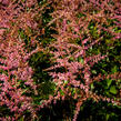 Čechrava Arendsova 'Flamingo' - Astilbe arendsii 'Flamingo'