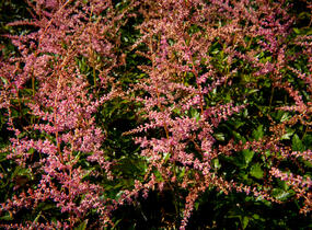 Čechrava Arendsova 'Flamingo' - Astilbe arendsii 'Flamingo'