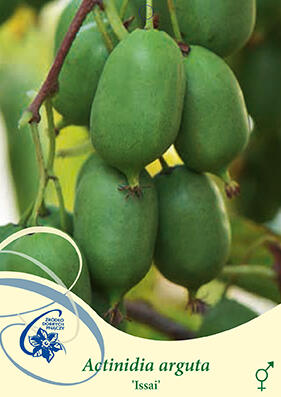 Aktinidie význačná, kiwi - samosprašná 'Issai' - Actinidia arguta 'Issai'