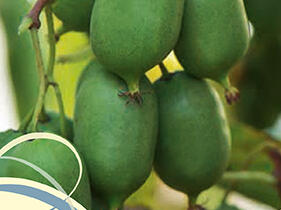 Aktinidie význačná, kiwi - samosprašná 'Issai' - Actinidia arguta 'Issai'