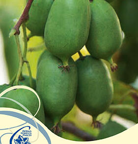 Aktinidie význačná, kiwi - samosprašná 'Issai'