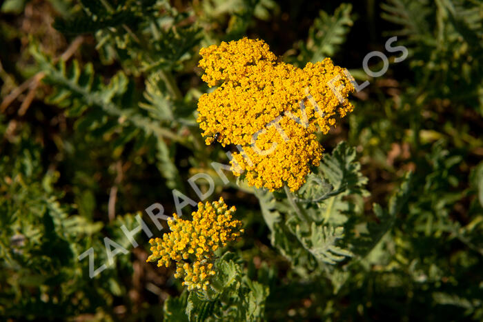 Řebříček tužebníkovitý 'Cloth of Gold' - Achillea filipendulina 'Cloth of Gold'