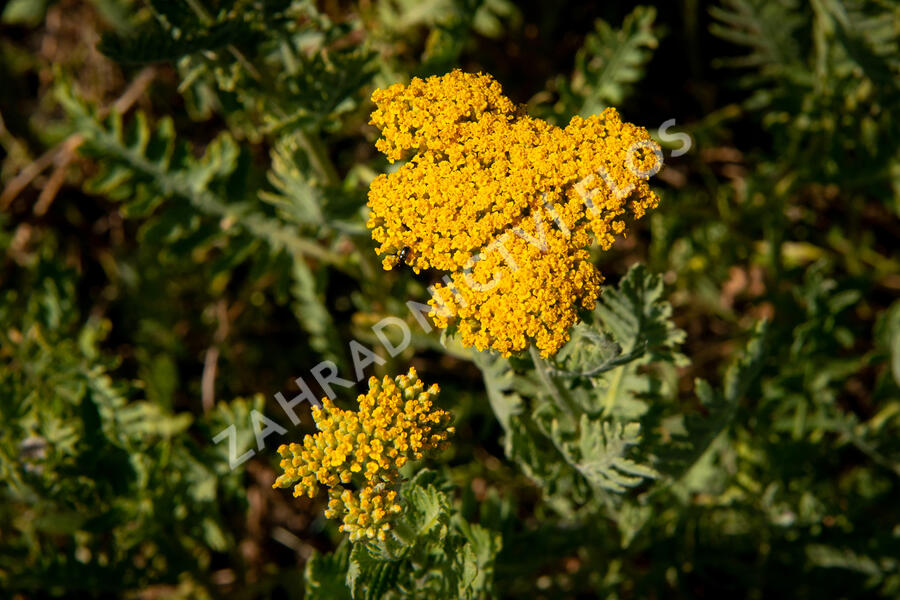 Řebříček tužebníkovitý 'Cloth of Gold' - Achillea filipendulina 'Cloth of Gold'