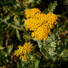 Řebříček tužebníkovitý 'Cloth of Gold' - Achillea filipendulina 'Cloth of Gold'