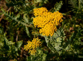 Řebříček tužebníkovitý 'Cloth of Gold' - Achillea filipendulina 'Cloth of Gold'
