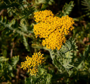 Řebříček tužebníkovitý 'Cloth of Gold' - Achillea filipendulina 'Cloth of Gold'