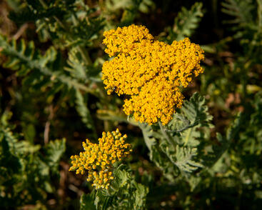 Řebříček tužebníkovitý 'Cloth of Gold'