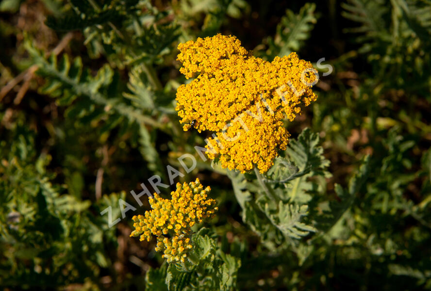 Řebříček tužebníkovitý 'Cloth of Gold' - Achillea filipendulina 'Cloth of Gold'