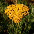 Řebříček tužebníkovitý 'Cloth of Gold' - Achillea filipendulina 'Cloth of Gold'