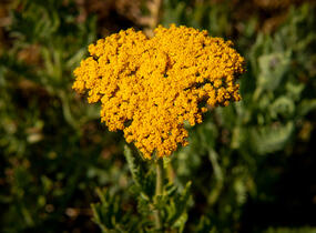 Řebříček tužebníkovitý 'Cloth of Gold' - Achillea filipendulina 'Cloth of Gold'