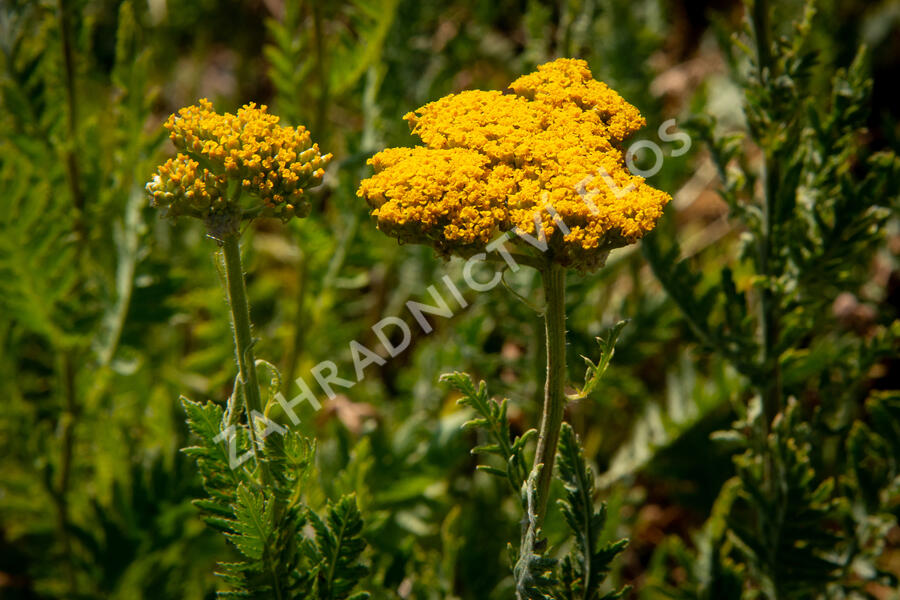 Řebříček tužebníkovitý 'Cloth of Gold' - Achillea filipendulina 'Cloth of Gold'