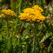 Řebříček tužebníkovitý 'Cloth of Gold' - Achillea filipendulina 'Cloth of Gold'