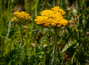Řebříček tužebníkovitý 'Cloth of Gold' - Achillea filipendulina 'Cloth of Gold'