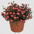 Kosmatec 'Jewel of Desert Grenade' - Delosperma hybrida 'Jewel of Desert Grenade'