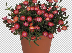 Kosmatec 'Jewel of Desert Grenade' - Delosperma hybrida 'Jewel of Desert Grenade'
