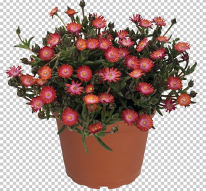 Kosmatec 'Jewel of Desert Grenade' - Delosperma hybrida 'Jewel of Desert Grenade'