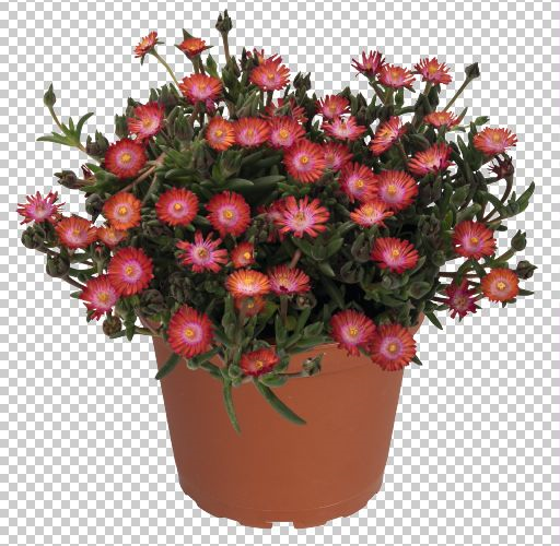 Kosmatec 'Jewel of Desert Grenade' - Delosperma hybrida 'Jewel of Desert Grenade'