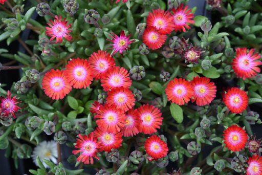 Kosmatec 'Jewel of Desert Grenade' - Delosperma hybrida 'Jewel of Desert Grenade'