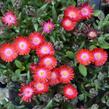 Kosmatec 'Jewel of Desert Grenade' - Delosperma hybrida 'Jewel of Desert Grenade'