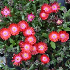Kosmatec 'Jewel of Desert Grenade' - Delosperma hybrida 'Jewel of Desert Grenade'