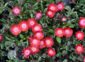 Kosmatec 'Jewel of Desert Grenade' - Delosperma hybrida 'Jewel of Desert Grenade'