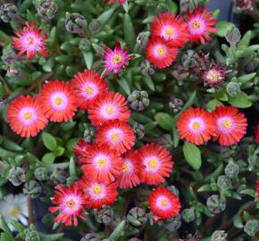 Kosmatec 'Jewel of Desert Grenade' - Delosperma hybrida 'Jewel of Desert Grenade'