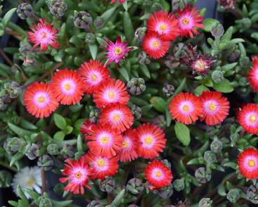 Kosmatec 'Jewel of Desert Grenade'