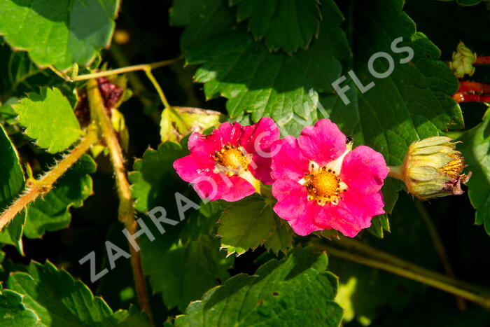 Jahodník stáleplodící 'Ariba Deep Rose' F1 - Fragaria ananassa 'Ariba Deep Rose' F1