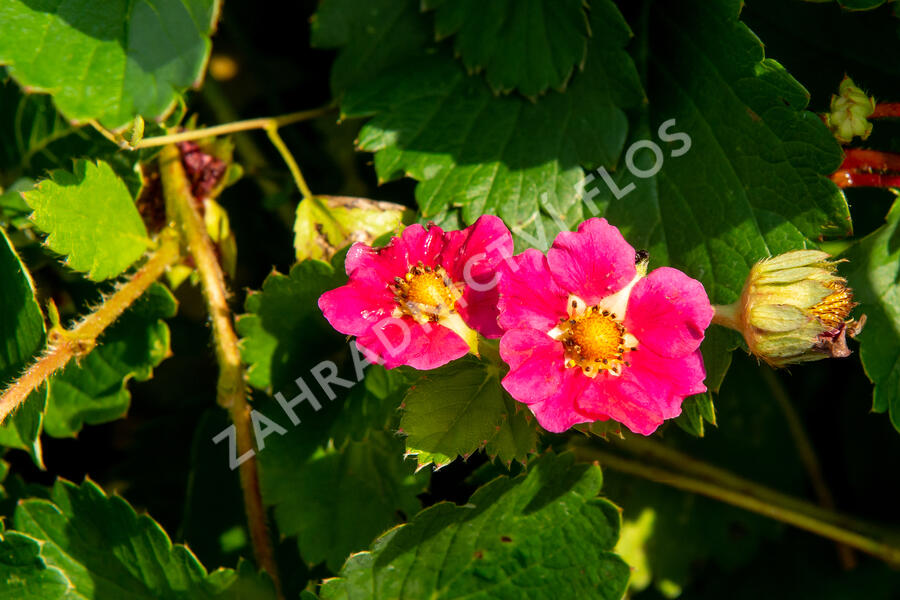 Jahodník stáleplodící 'Ariba Deep Rose' F1 - Fragaria ananassa 'Ariba Deep Rose' F1