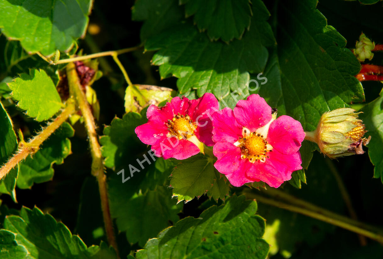 Jahodník stáleplodící 'Ariba Deep Rose' F1 - Fragaria ananassa 'Ariba Deep Rose' F1