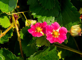Jahodník stáleplodící 'Ariba Deep Rose' F1 - Fragaria ananassa 'Ariba Deep Rose' F1