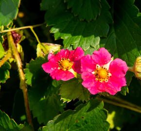 Jahodník stáleplodící 'Ariba Deep Rose' F1 - Fragaria ananassa 'Ariba Deep Rose' F1