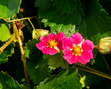 Jahodník stáleplodící 'Ariba Deep Rose' F1