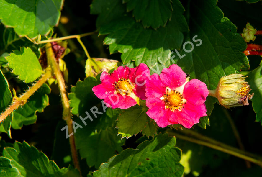 Jahodník stáleplodící 'Ariba Deep Rose' F1 - Fragaria ananassa 'Ariba Deep Rose' F1