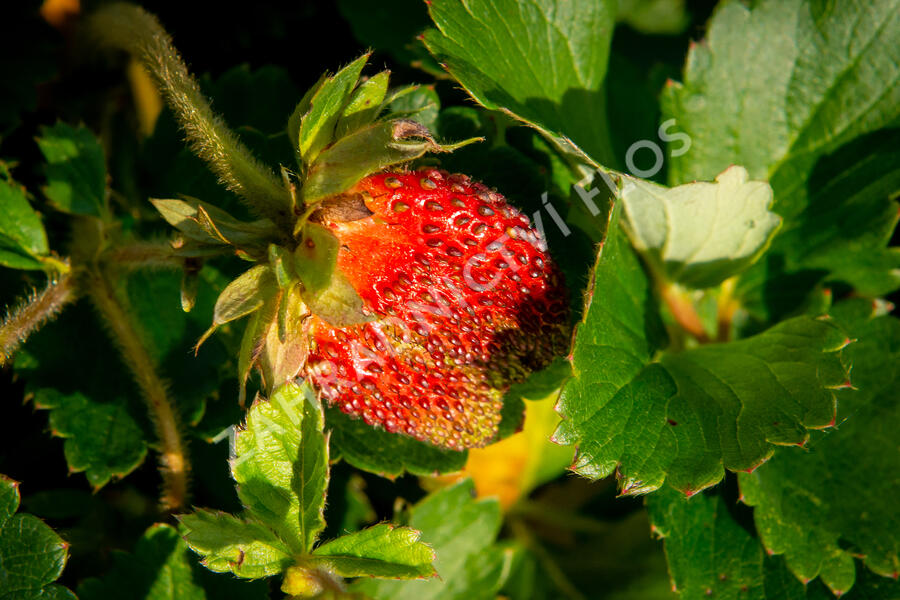 Jahodník stáleplodící 'Ariba Deep Rose' F1 - Fragaria ananassa 'Ariba Deep Rose' F1