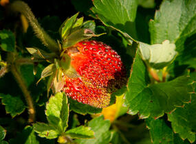Jahodník stáleplodící 'Ariba Deep Rose' F1 - Fragaria ananassa 'Ariba Deep Rose' F1