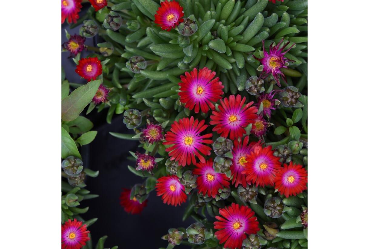 Kosmatec 'Jewel of Desert Garnet‘ - Delosperma hybrida 'Jewel of Desert Garnet'