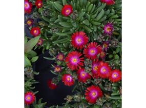 Kosmatec 'Jewel of Desert Garnet‘ - Delosperma hybrida 'Jewel of Desert Garnet'