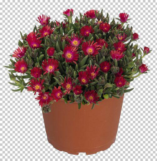 Kosmatec 'Jewel of Desert Garnet‘ - Delosperma hybrida 'Jewel of Desert Garnet'