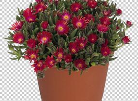 Kosmatec 'Jewel of Desert Garnet‘ - Delosperma hybrida 'Jewel of Desert Garnet'